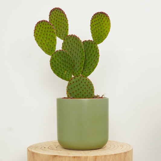 Bunny Ears Cactus Purple Haze | Indoor Succulent Plants