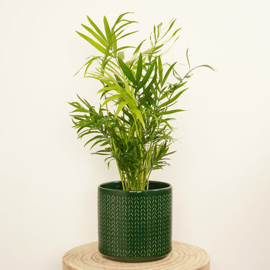 Variegated Parlour Palm | Albo | Hard To Find | Pet Safe Plants