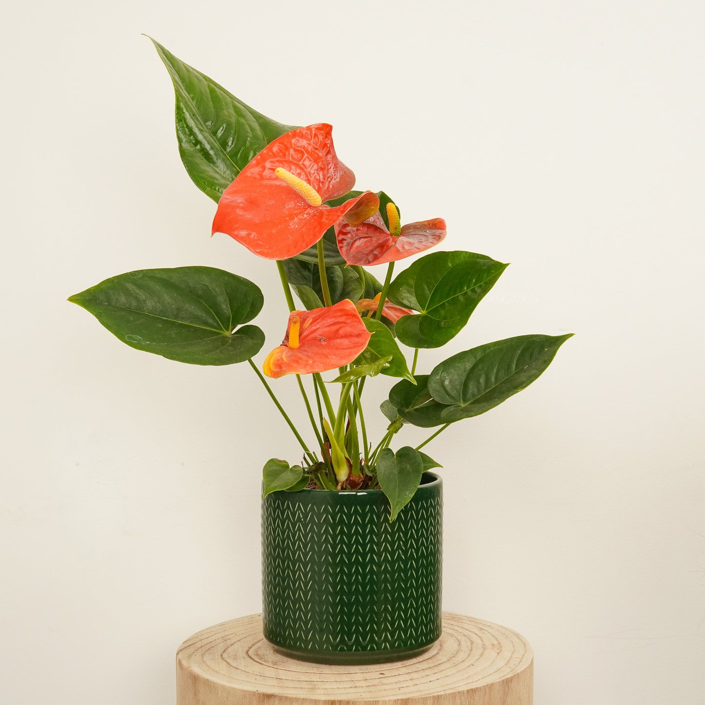 Flamingo Flower | Madural Orange