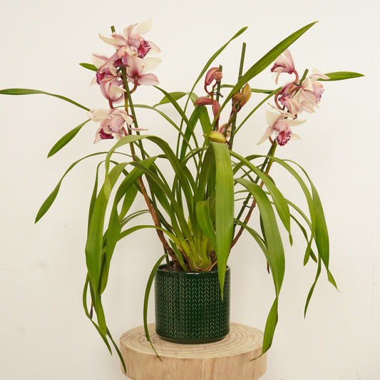 Cymbidium Orchid | Little Steph | Last Chance!