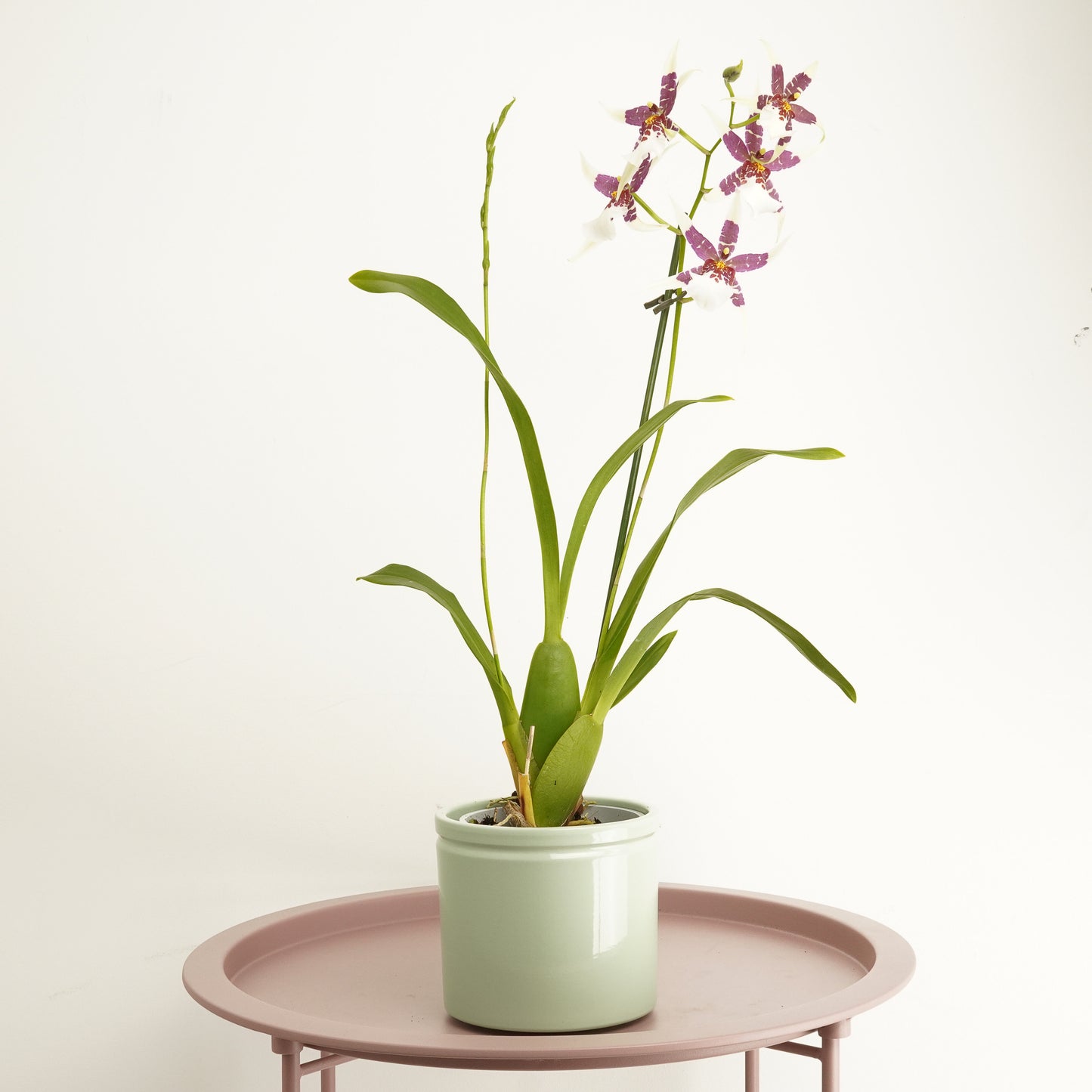 Cambria Orchid | Melody