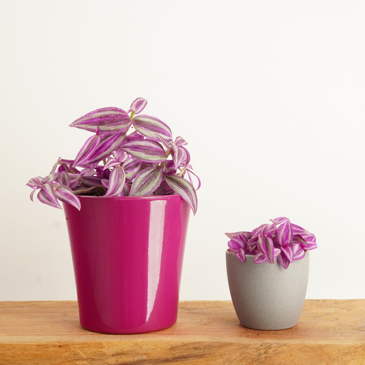 Wandering Dude | Pink Paradise | NEW | Potted Houseplants