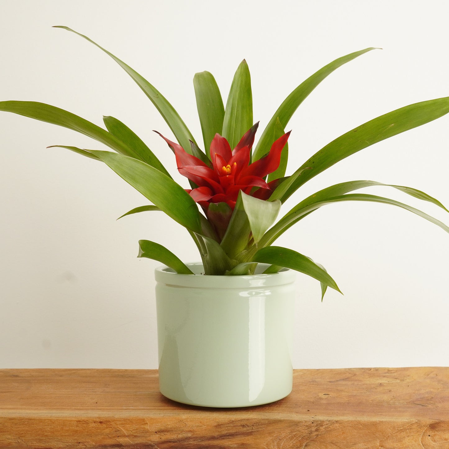 Bromeliad | Blitz