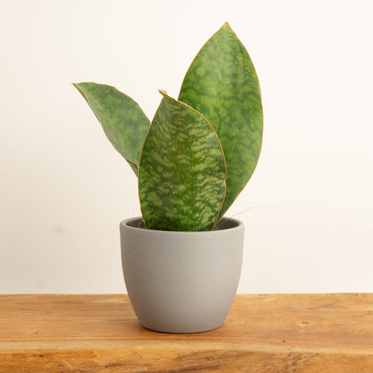 Snake Plant | Grandis | Big Leaf Crown | Last Chance!