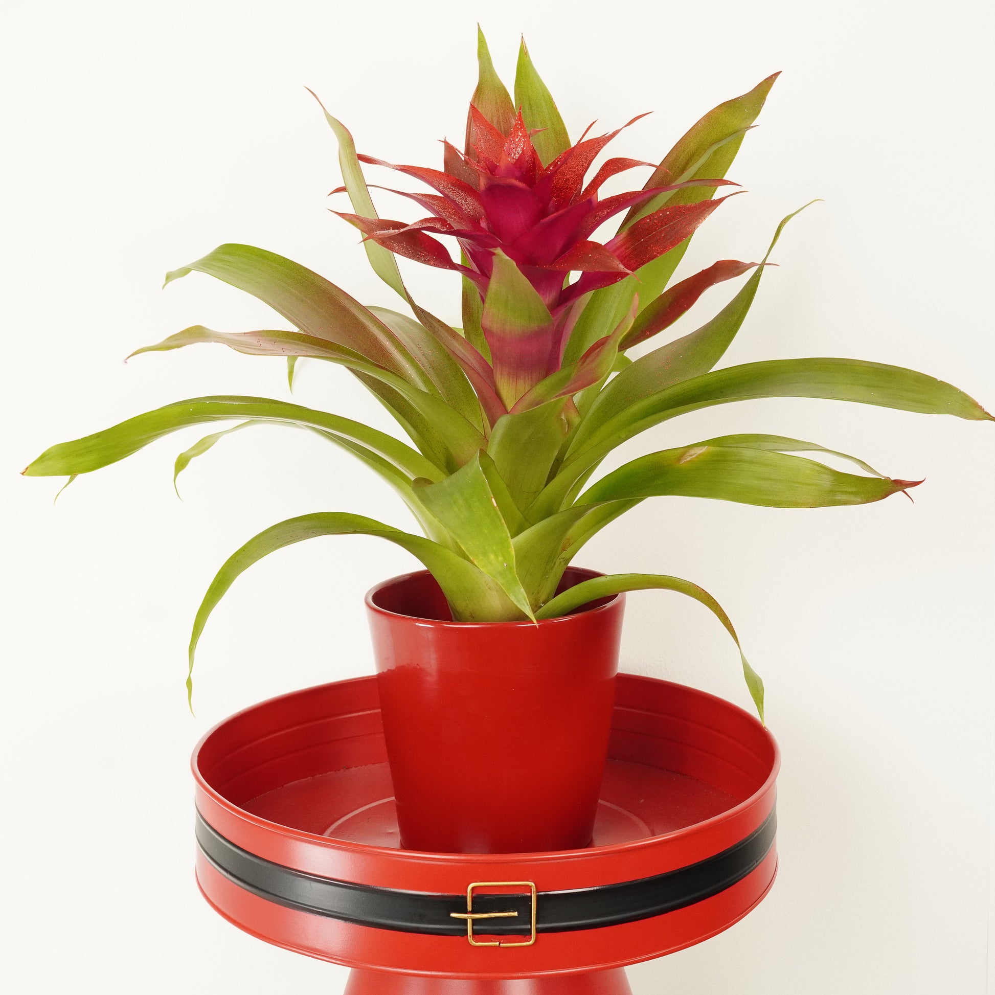 Bromeliad | Guzmania | Glitter Red