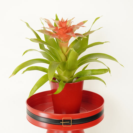 Bromeliad | Guzmania | Glitter Gold | Last Chance!