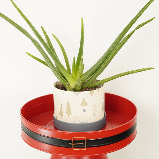 Aloe Vera | Hatbox Gift | Last Chance!