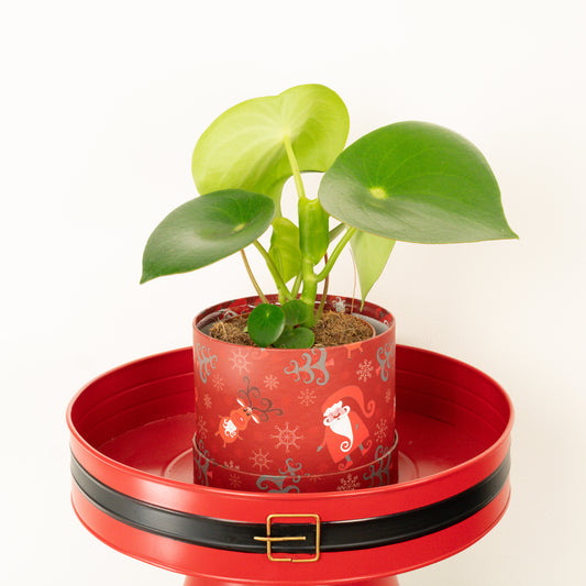 Teardrop Money Plant | Raindrop Hatbox | Last Chance!