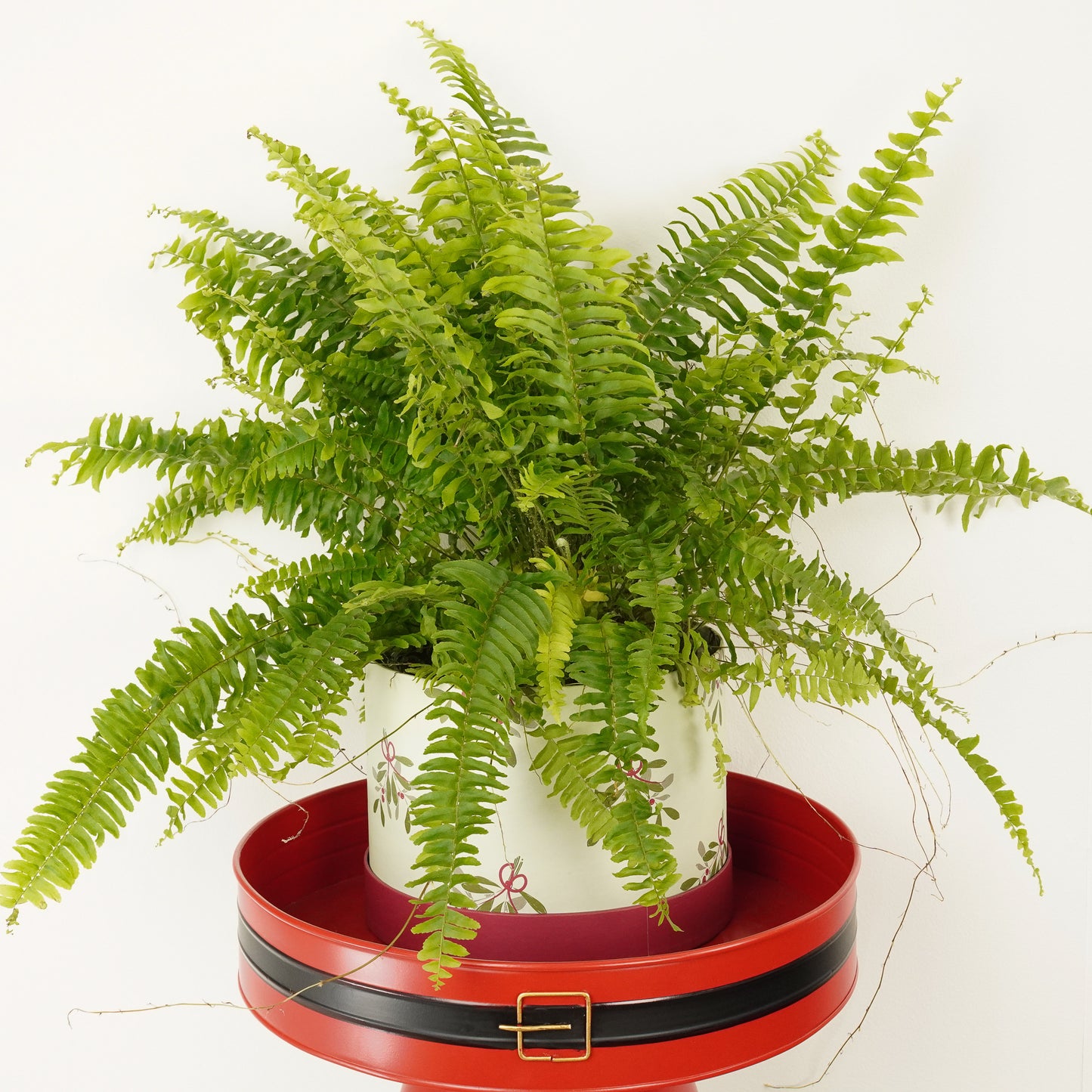 Boston Fern | Green Moment Hatbox