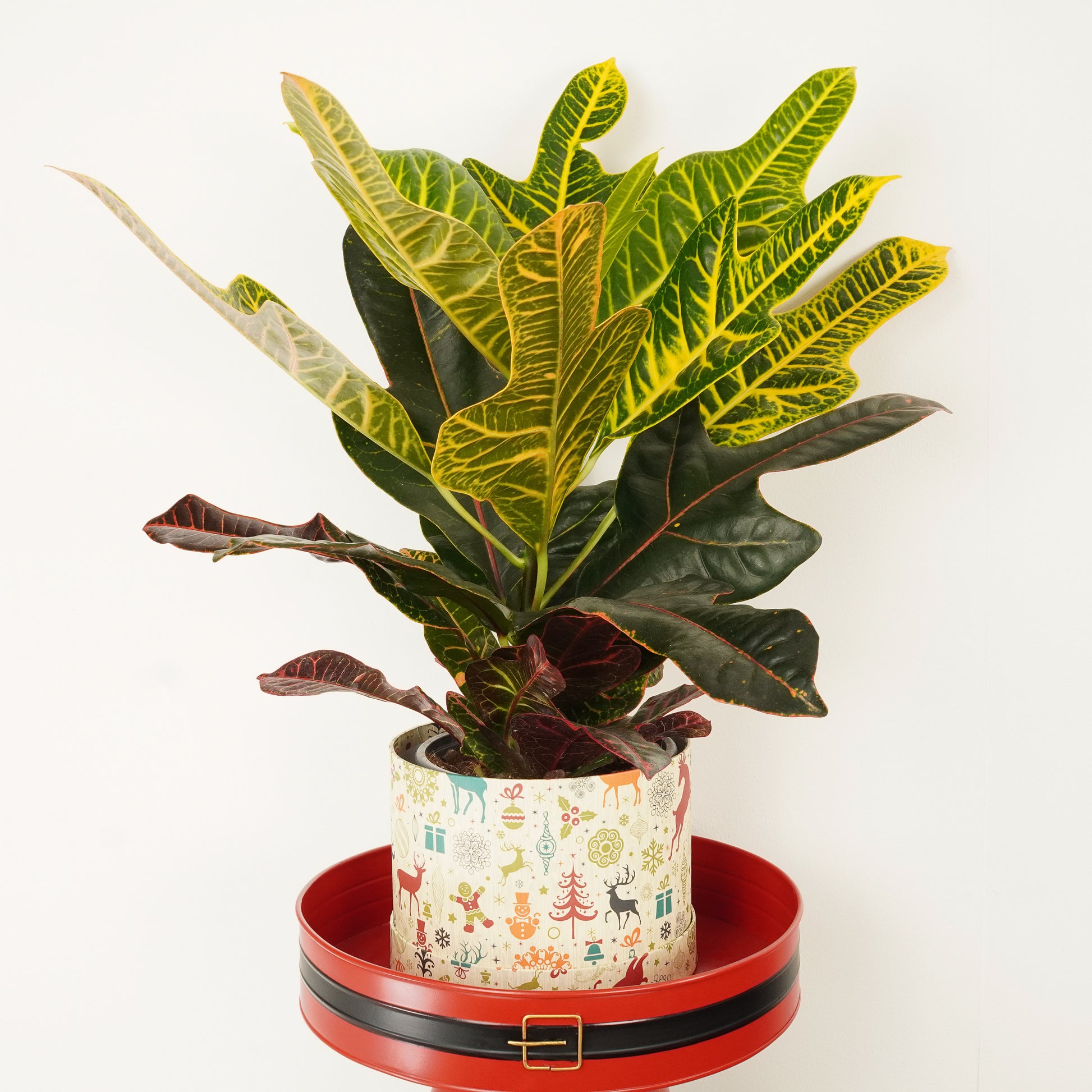 Croton | Excellent Hatbox