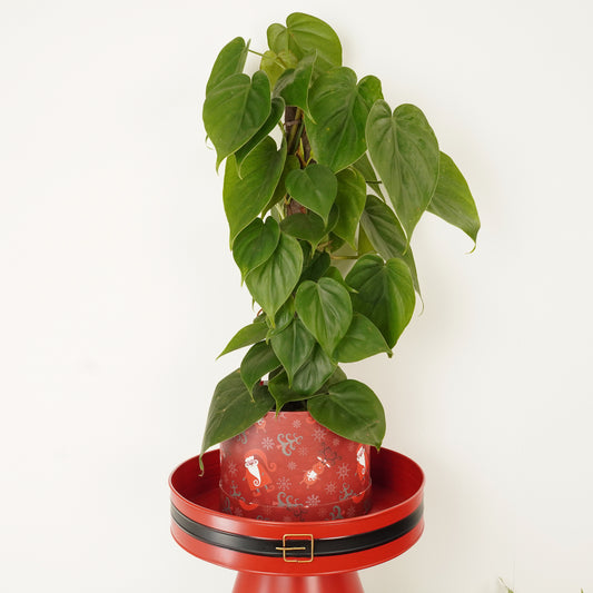 Sweetheart Plant | Hatbox | Last Chance!