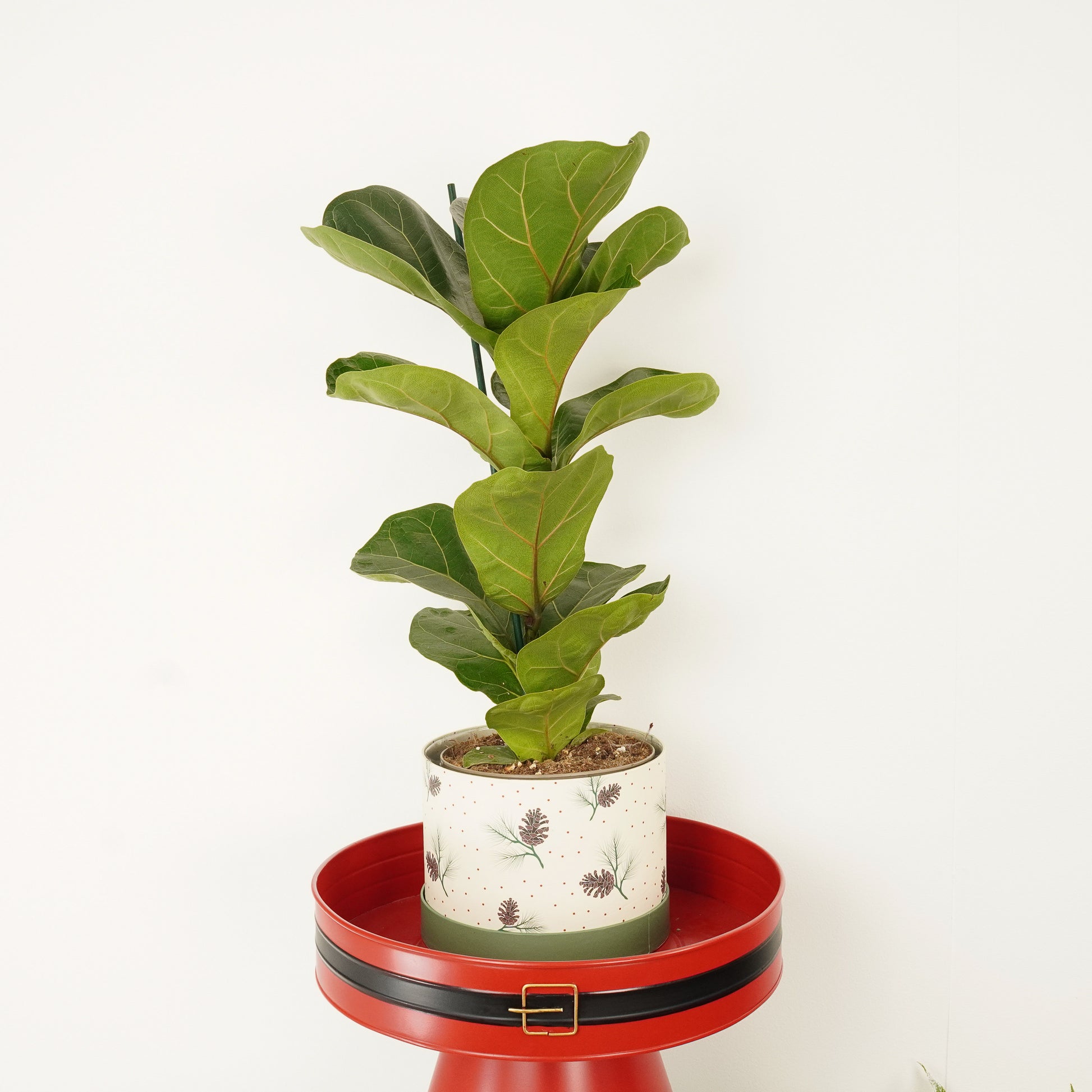 Fiddle Leaf Fig | Bambino Hatbox