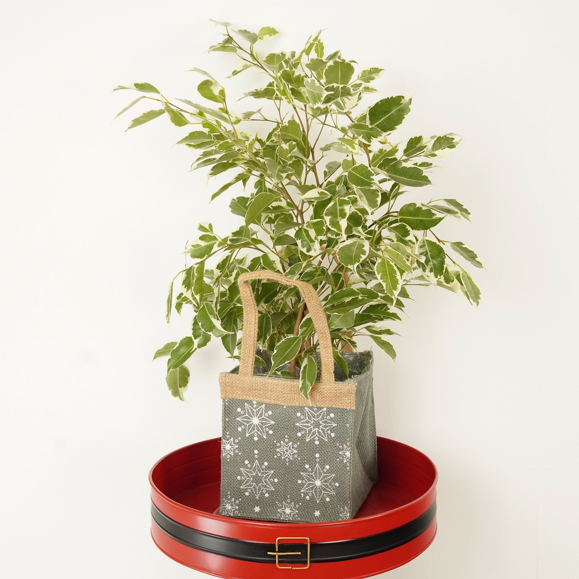 Weeping Fig | Twilight Hessian Giftbag