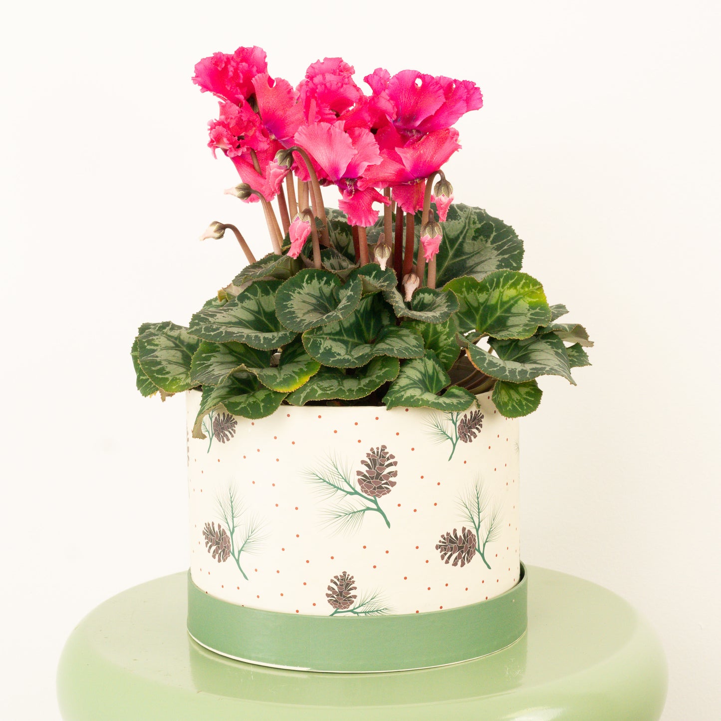 Cyclamen | Curly Pink Hatbox