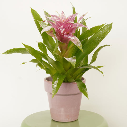 Bromeliad | Guzmania | Glitter Snow | Last Chance!