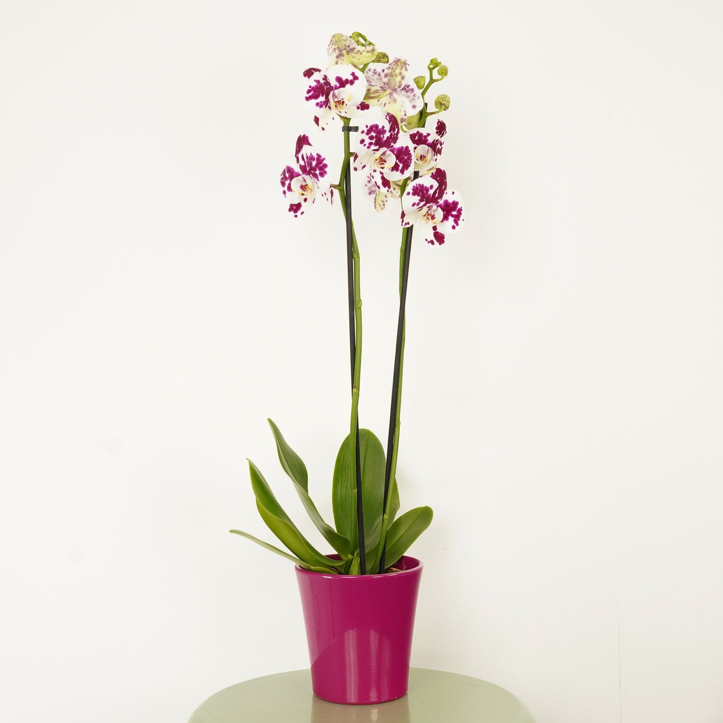 Phalaenopsis Orchid | Funky Marrakech