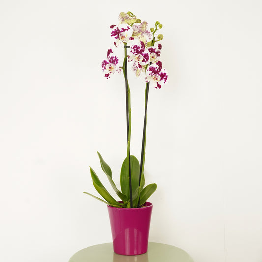 Phalaenopsis Orchid | Funky Marrakech | Exotic & Tropical Plants