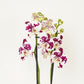 Phalaenopsis Orchid | Funky Marrakech