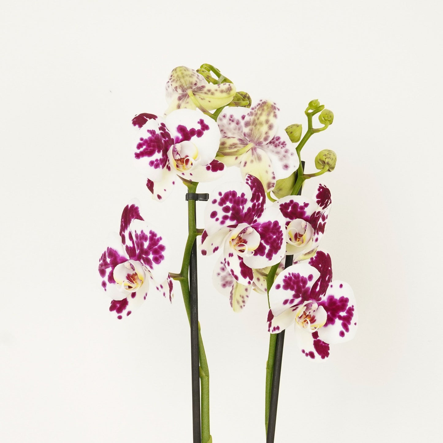 Phalaenopsis Orchid | Funky Marrakech