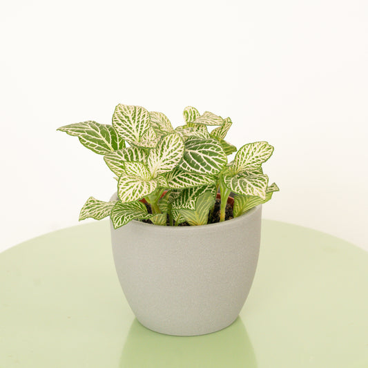 Nerve Plant | Pink Dream | Pilea & Peperomia Plants