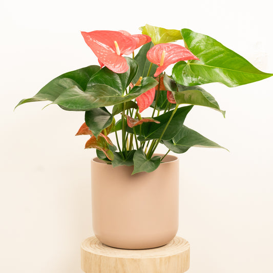 Flamingo Flower | California Pink | Exotic & Tropical Plants