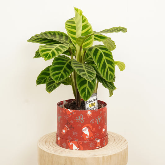 Prayer Plant | Zebrina Hatbox Gift | Last Chance!