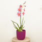 Burrageara Orchid | Nelly Isler Pink