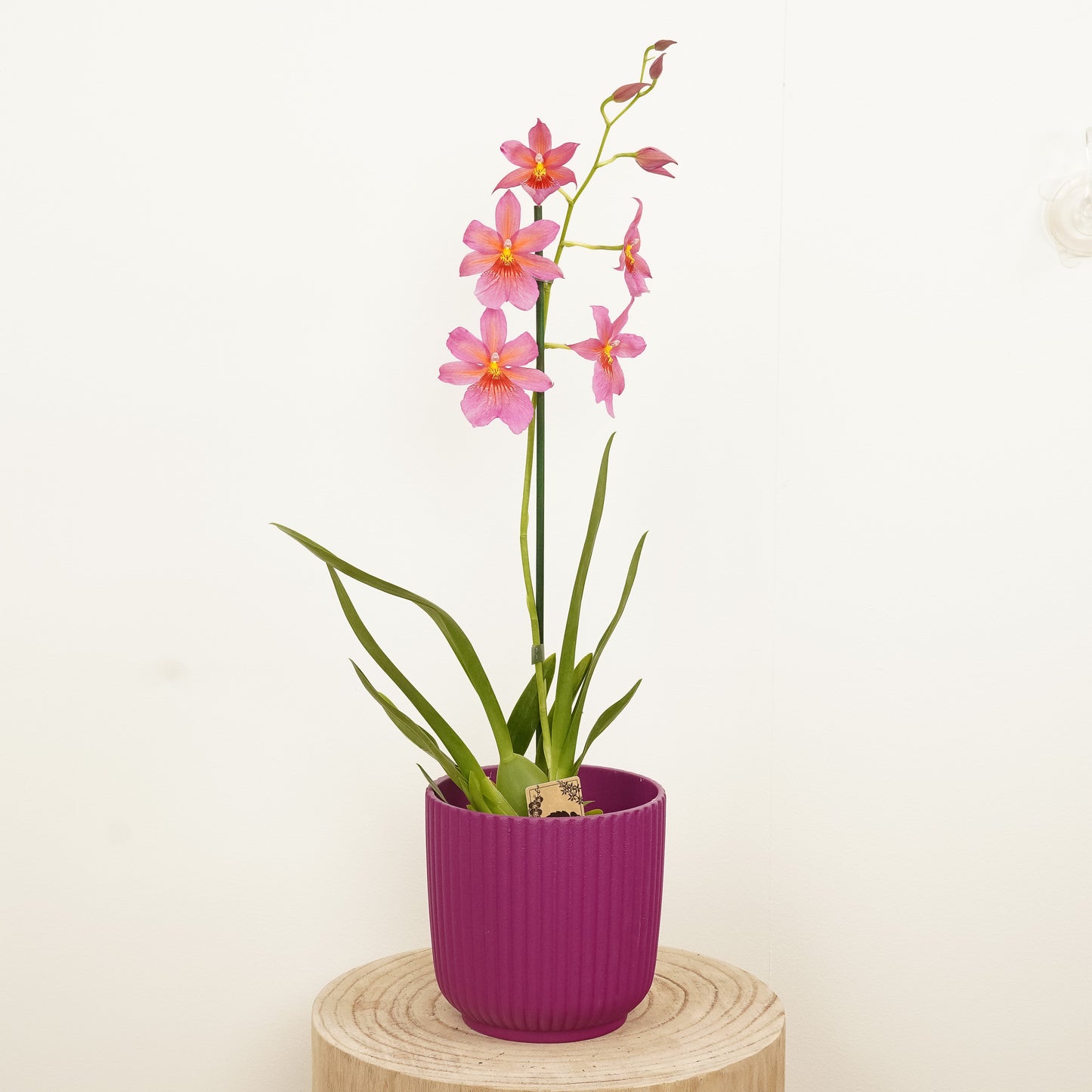 Burrageara Orchid | Nelly Isler Pink