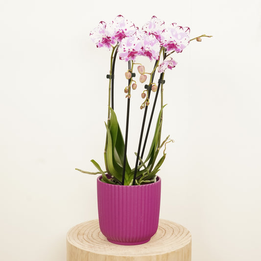 Phalaenopsis Orchid | Little Magic | Potted Houseplants