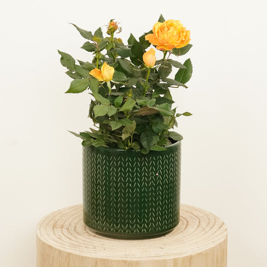 Flowering Rose | Splash Orange | Last Chance!