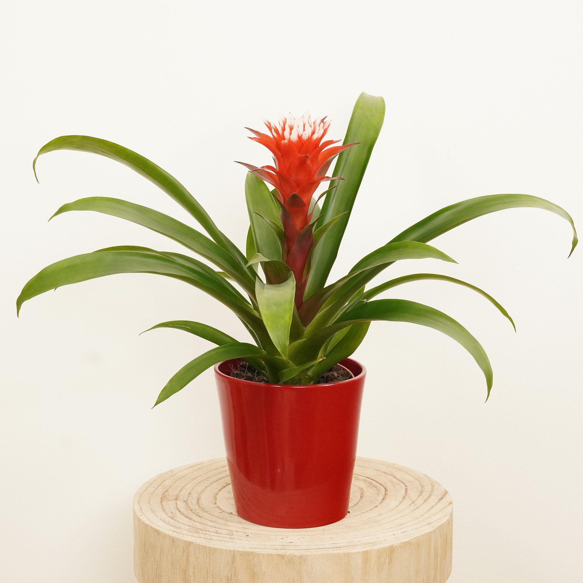 Bromeliad | Hope