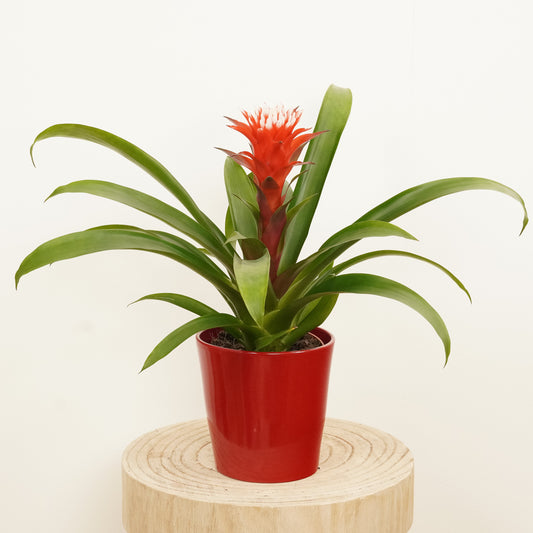 Bromeliad | Hope | Last Chance!