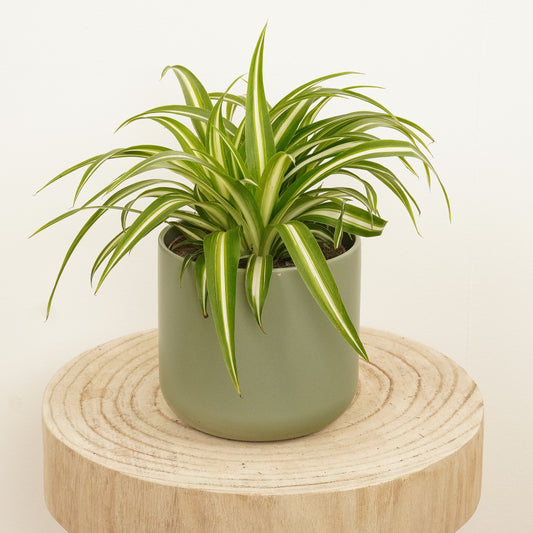 Spider Plant | Ocean | Houseplants & Indoor Plants On Sale