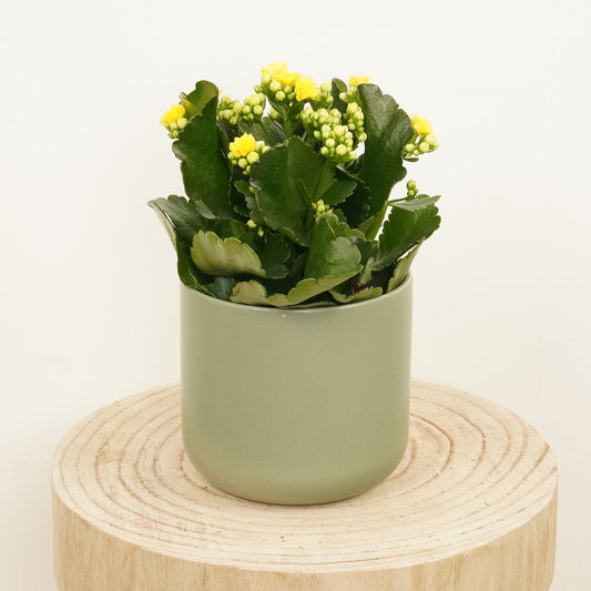 Yellow Kalanchoe | Last Chance!