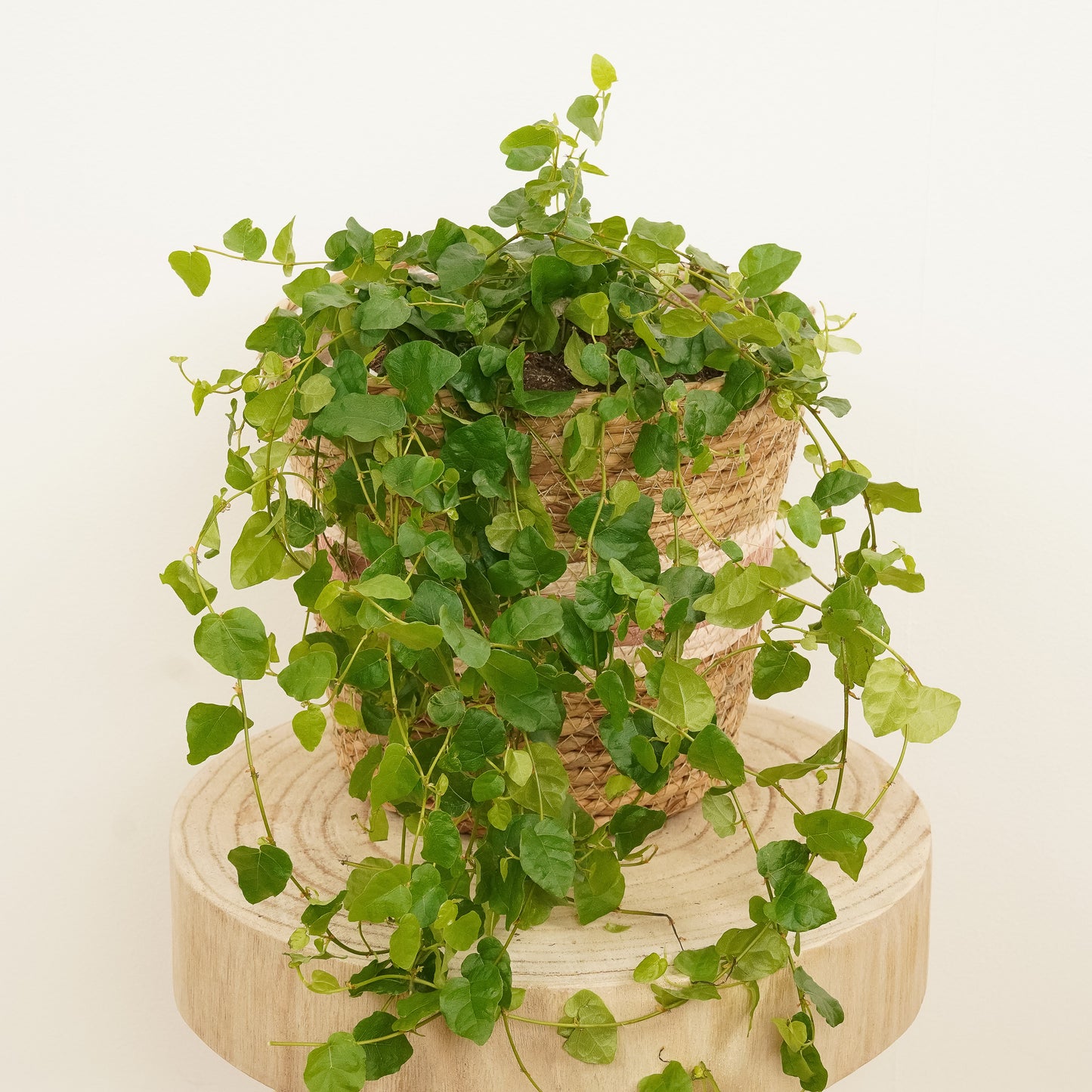 Creeping Fig | Green Sunny