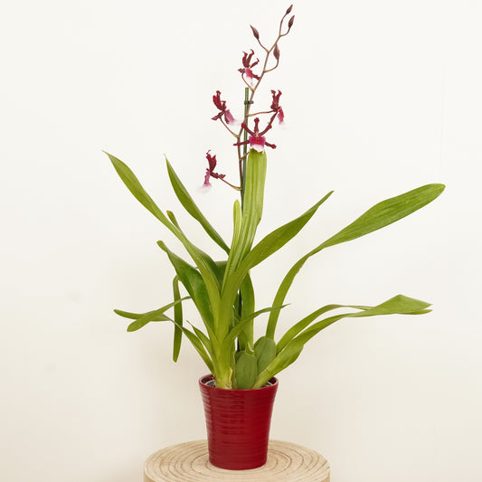 Cambria Orchid | Renaissance | Last Chance!