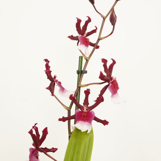 Cambria Orchid | Renaissance | Potted Houseplants