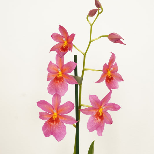 Burrageara Orchid | Nelly Isler Pink | Potted Houseplants