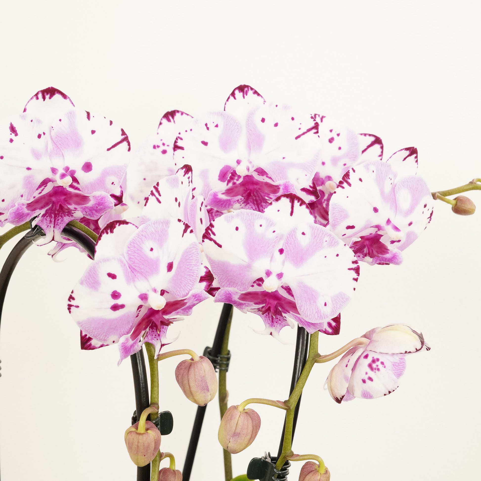 Phalaenopsis Orchid | Little Magic