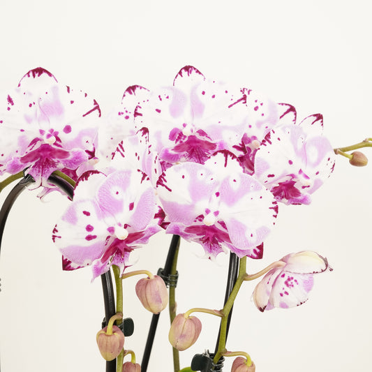 Phalaenopsis Orchid | Little Magic | Last Chance!