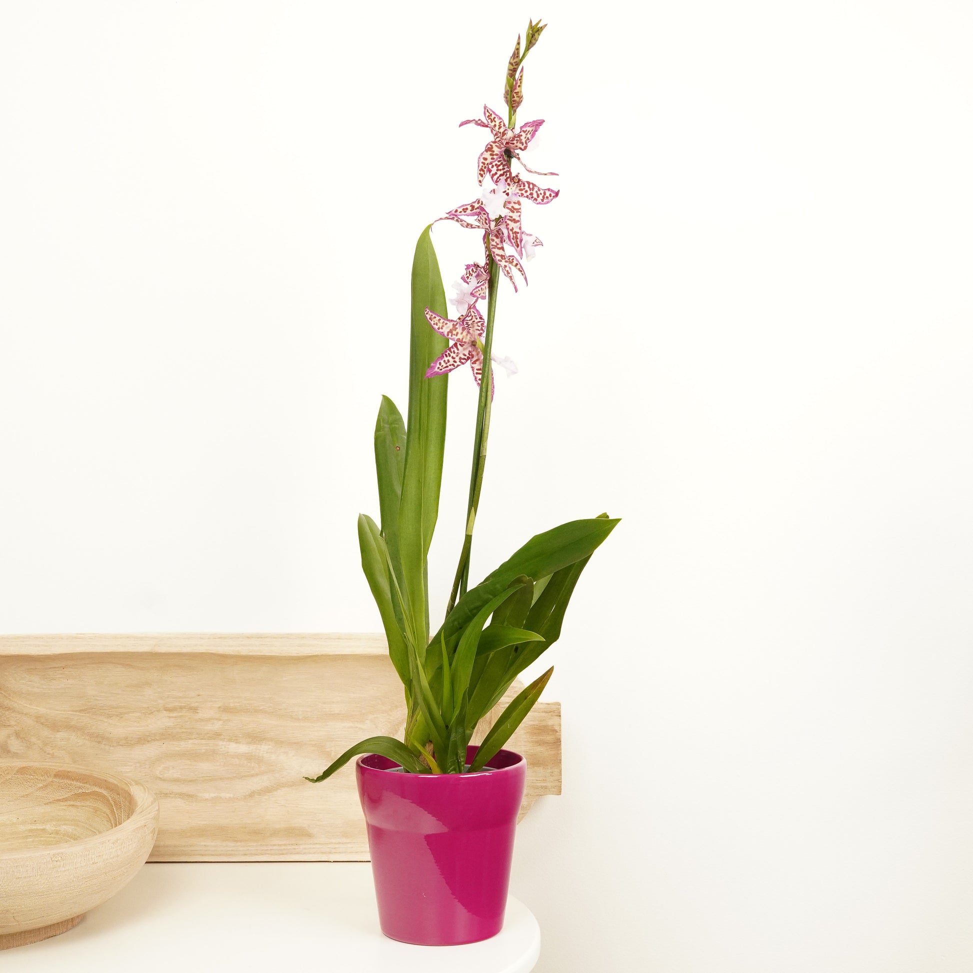 Cambria Orchid | Purple Princess | Hard To Find