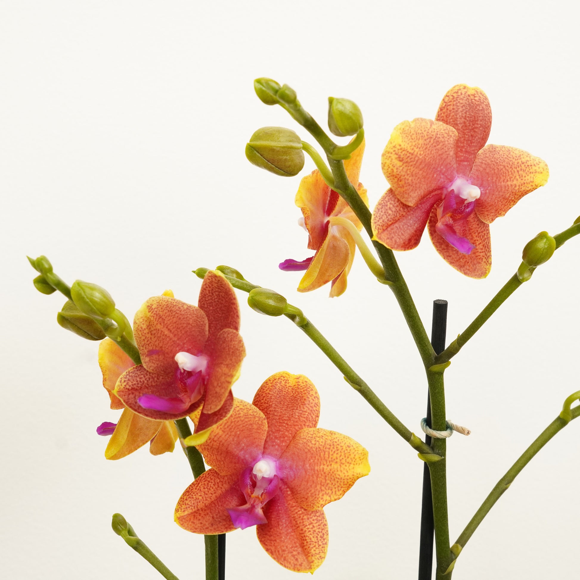 Phalaenopsis Orchid | Bolheri