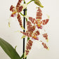 Dancing Ladies Orchid | White Renaissance | Rare Orchid