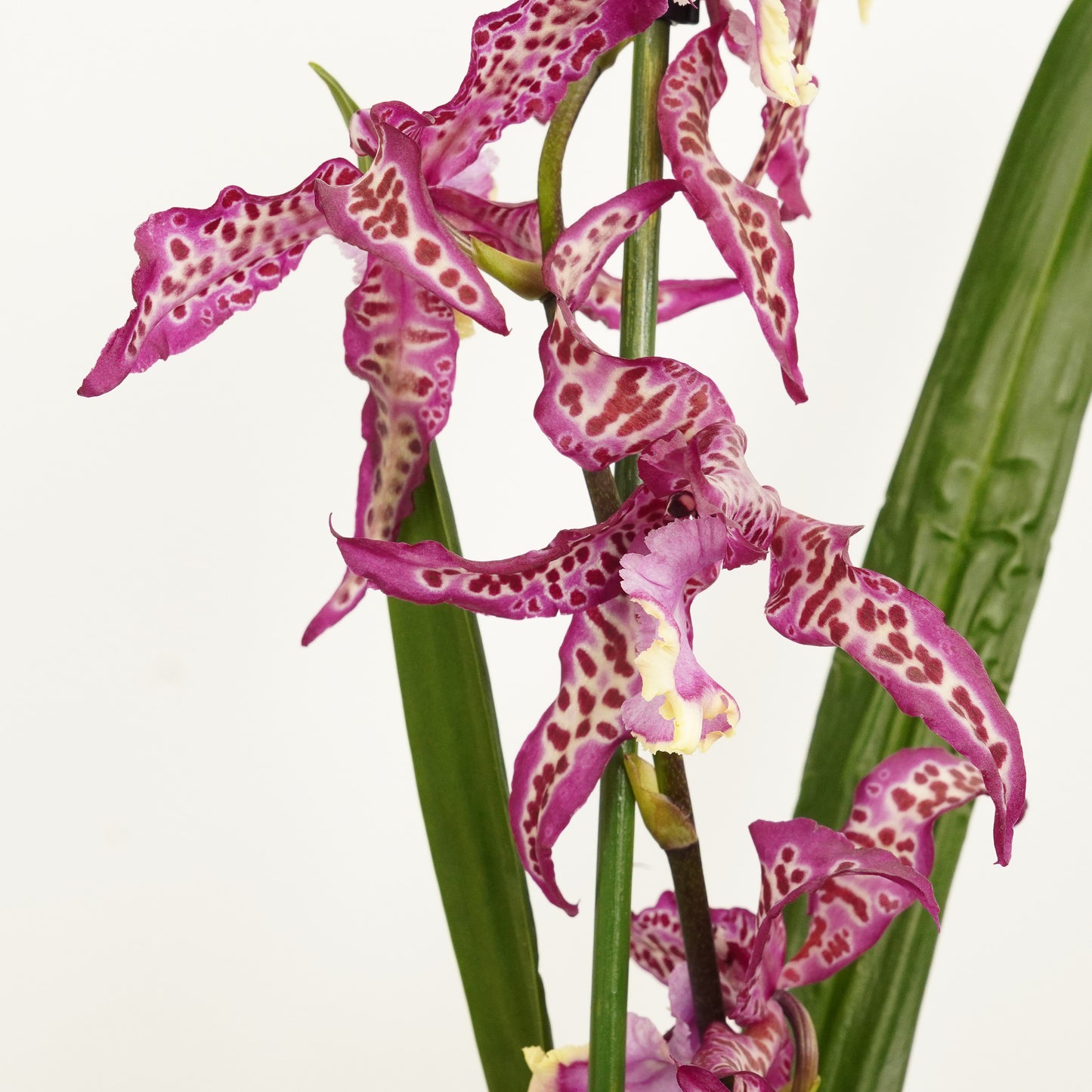 Cambria Orchid | Purple Princess | Hard To Find