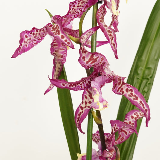 Cambria Orchid | Purple Princess | Hard To Find | Last Chance!