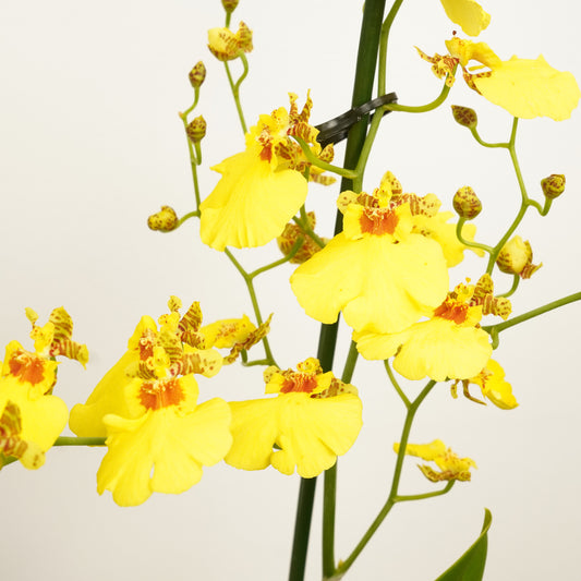 Butterfly Orchid | Honeybee | Potted Houseplants