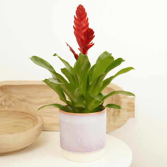 Vriesea Flaming Sword | Ruby | Houseplants & Indoor Plants On Sale