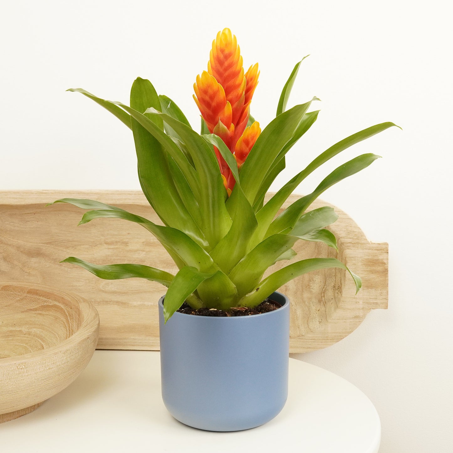 Vriesea Flaming Sword | Tropical