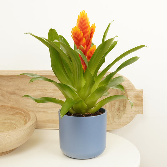 Vriesea Flaming Sword | Tropical | Last Chance!