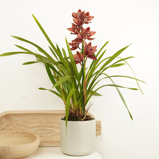 Cymbidium Orchid | Red Nell | Indoor Plants